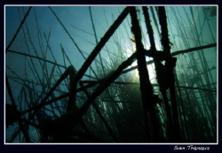 Looking through the reeds… by Sven Tramaux 